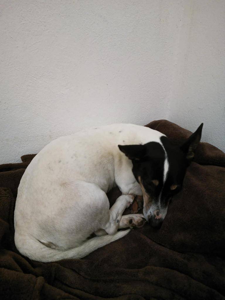 V neděli 23.11. kolem 18 hodiny byl nalezen prokřelý pes (ON) na parkovišti pod Malenisky. Kdo jej postrádá, ať se obrátí na Jaroslava Doležela, tel. 733 104 005.