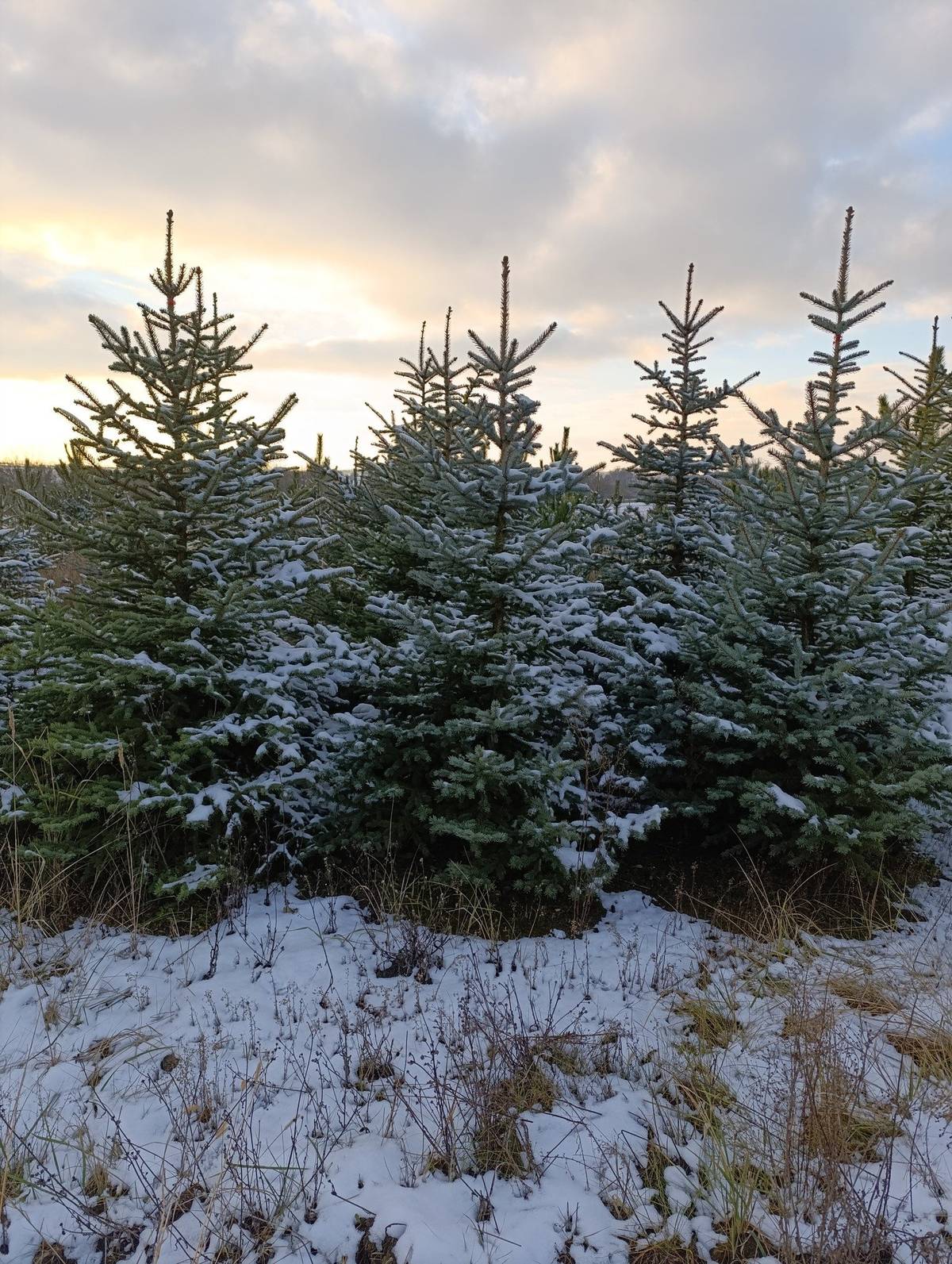 Pan Blažek oznamuje, že  zahajuje prodej vánočních stromků v sobotu dne 29.11.2025. V nabídce máme stříbrné smrky, černé borovice a kavkazské jedle. Prodávají i stříbrné smrky v květináči. Prodej bude probíhat opět v areálu firmy Podlahy Blažek, Průmyslová 1140, Dolní Bojanovice od pondělí do pátku od 9 do 17 hod, v sobotu od 9 do 16 hod. až do 24.12.2025. Těší se na Vaši návštěvu. Tel. 777 749 660.