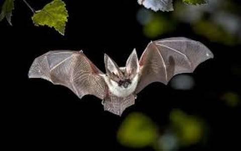 Nezapomeňte se nejpozději do pondělí 1. prosince zapojit se svým tipem do soutěže o věcnou cenu, která byla vypsána v podzimním čísle Zpráv z konce světa! Anketní otázka se ohlíží za letošní turistickou sezónou na hradě a zní: Kolik netopýrů žije na hradě Sovinci podle letošního odborného sčítání?   Vaši odpověď můžete pohodlně zadat sem:  https://www.munipolis.cz/app/anketa/podzim-anketa-netopyri případně ji sdělit osobně na Obecním úřadě, e-mailem na starosta@obecjirikov.cz nebo sms zprávou na číslo 724 180 525. Svou odpověď označte prosím jménem a telefonním číslem.