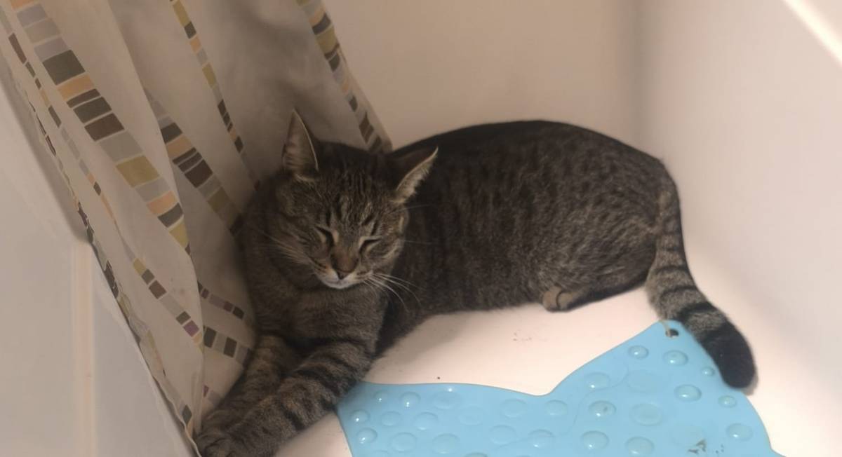 Prosíme o pomoc, včera se náš kocour nevrátil domů. Pokud ho někdo viděl nebo ví, kde se nachází, zavolejte nebo napište, prosím. Děti jsou velmi smutné ze ztráty svého kamaráda! 732113920 Svitlana Duplik