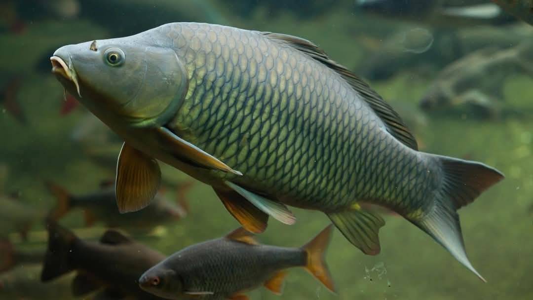 Pan Veselý z Pohořelic oznamuje občanům, že bude prodávat živé ryby, jablka a cibuli na uskladnění.  Prodej se uskuteční ve středu 26. 11. 2025 na obvyklém místě 7:45-8:00.