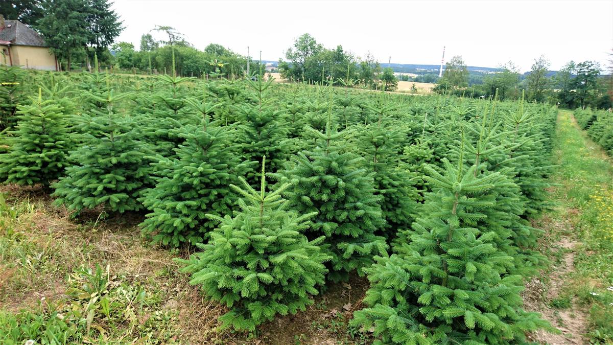 Prodej vánočních stromků ve Zborovicích bude zahájen v pondělí 1. prosince ve 14,00 hodin. Prodej bude probíhat na ulici Hlavní 34, u kostela.