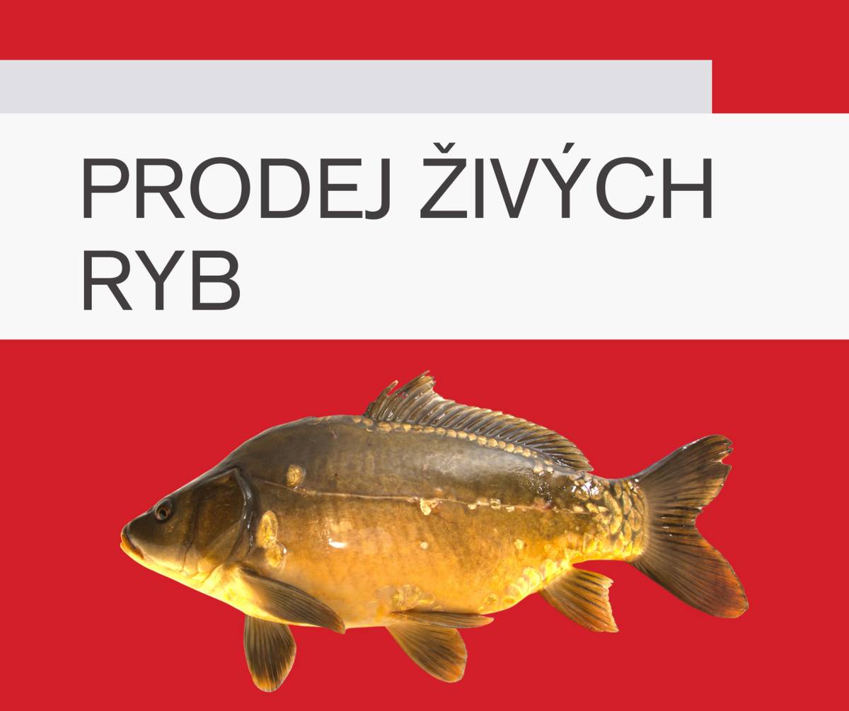POHOŘELICKÝ KAPR