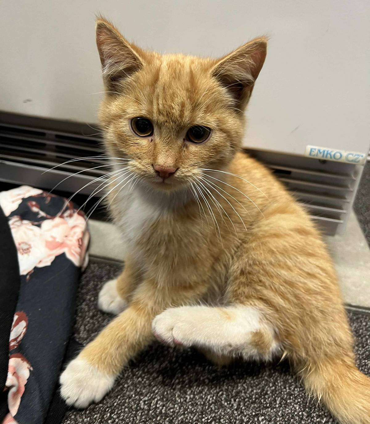 Hledá se domov pro asi tříměsíčního kocourka. Je to velký mazel, ničeho se nebojí. Potuluje se v centru obce už několik dní a hrozí, že ho tu srazí auto. Pokud vás tohle uvrněné klubíčko chytlo za srdce ozvěte se nám na tel. 465 548 119. Za sdílení informace budeme vděční.