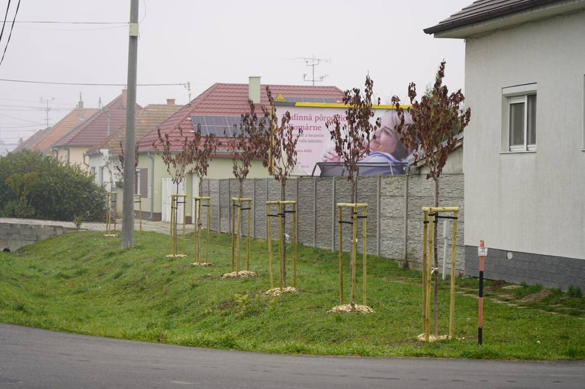 V našom meste pribudlo množstvo nových stromčekov v rôznych uliciach. Na cintoríne a na viacerých miestach v meste sme spolu vysadili približne 1200 stromov.