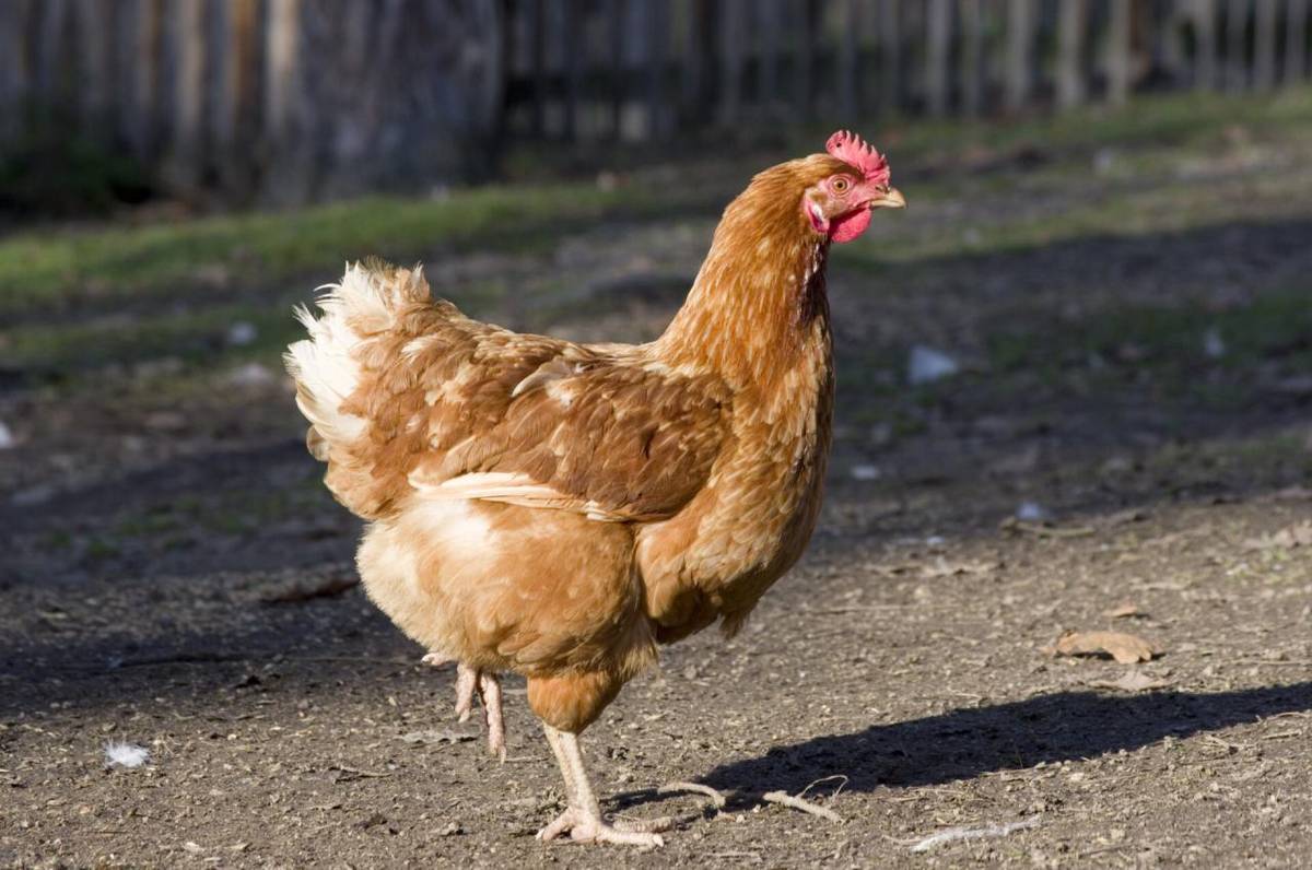 V příloze naleznete podrobné informace, jak nejlépe ochránit drůbež před Ptačí chřipkou.