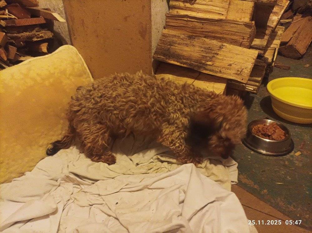 Vážení, v našem katastru Slavhostice byl v úterý nalezen kříženec jezevčíka s čipem FDX-B číslo: 900215005042287. Foto v příloze. V případě potřeby volat: 724 180 457 Děkuji za vyřízení  --  ing. Řeháček Jaroslav starosta mob.: 724180457