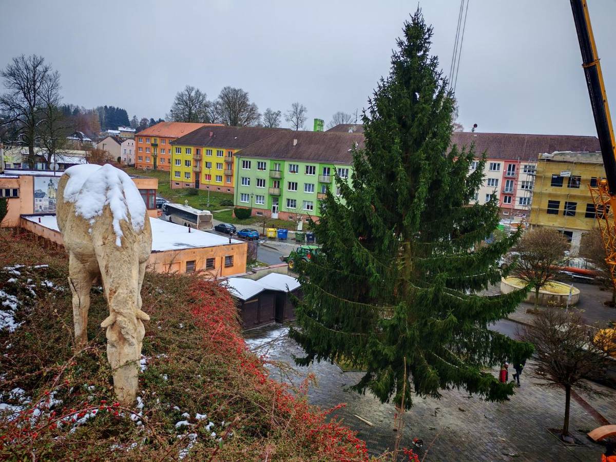 Letošní vánoční strom už zdobí Masarykovo náměstí. Slavnostní rozsvěcení již tuto sobotu od 16 h. v kostele, od 17 h. na náměstí.