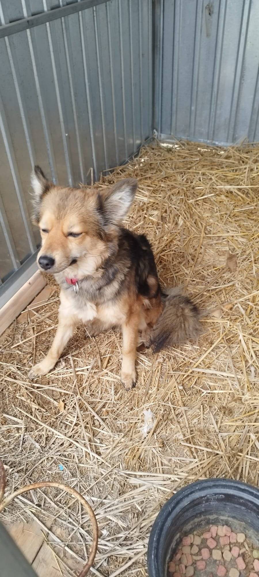 V naší obci se našel volně potulující pes, šedohnědé barvy, menšího vzrůstu, jedná se o fenku. Majitel ať se obrátí na kancelář OÚ, tel. č.: 727 941 589.