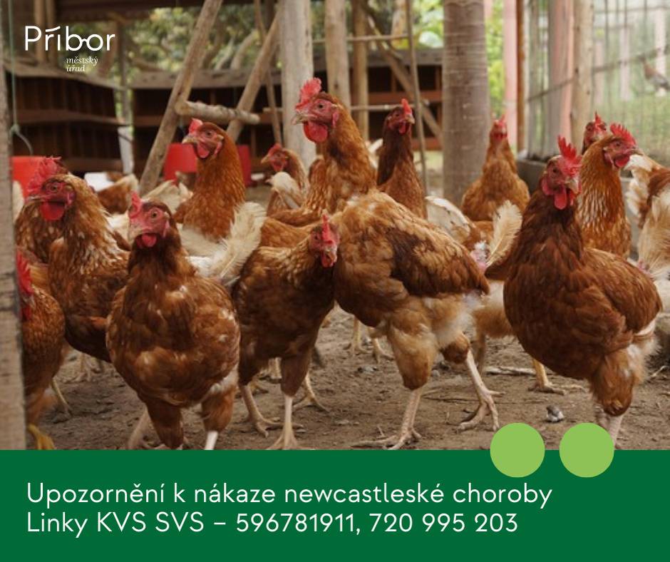 Vážení občané, obracíme se na Vás v souvislosti s potvrzením nebezpečné nákazy – newcastleské choroby v chovu ptáků chovaných v zajetí na území obce Studénka v okrese Nový Jičín, neboť území Vaší obce se nachází v blízkosti tohoto ohniska.       Na základě úhynu 3 ks slepic v drobnochovu ve Studénce bylo provedeno laboratorní vyšetření, kdy podezření na ptačí chřipku nebylo laboratorně potvrzeno. Dne 20.11.2025 byla ale laboratorně potvrzena nákaza – newcastleská choroba a 21.11.2025 KVS SVS pro MS kraj provedla likvidaci ohniska a utratila všechny živé ptáky v ohnisku. Doporučení Státní veterinární správy: Chovatelům drůbeže a jiných ptáků chovaných v zajetí se doporučuje důsledné dodržování opatření biologické bezpečnosti ve svých chovech, spočívající zejména v ochraně chovaných ptáků před kontaktem s volně žijícími ptáky, kteří jsou nejčastějším zdrojem nákazy pro chované ptáky. V následujících 30 dnech se doporučuje vypouštět chované ptáky pouze do ohraničených venkovních prostor/výběhů a zabránit kontaktu s volně žijícími ptáky. Krmivo a napájecí vodu určenou pro chované ptáky umístit do budov, popř. pod přístřešky, aby nedošlo k jejich kontaminaci trusem volně žijícího ptactva. V případě, že chovatelé zjistí zvýšené úhyny chovaných ptáků, změny ve zdravotním stavu nebo změny v produkci vajec chovaných ptáků, je třeba, aby tyto skutečnosti neprodleně oznámili KVS SVS pro MS kraj – tel: 596781911, 720 995 203. Dále bychom Vás chtěli informovat, abyste v případě nálezu zvýšených úhynů u volně žijících ptáků ve Vaší obci nebo v její blízkosti rovněž neprodleně informovali KVS SVS pro MS kraj – tel: 596781911, 720 995 203 a jednali pouze podle jejího pokynu. Na člověka se tato nemoc nepřenáší. V příloze informační leták k ptačí chřipce, kde jsou uvedená základní preventivní opatření, platná i pro newcastleskou chorobu.