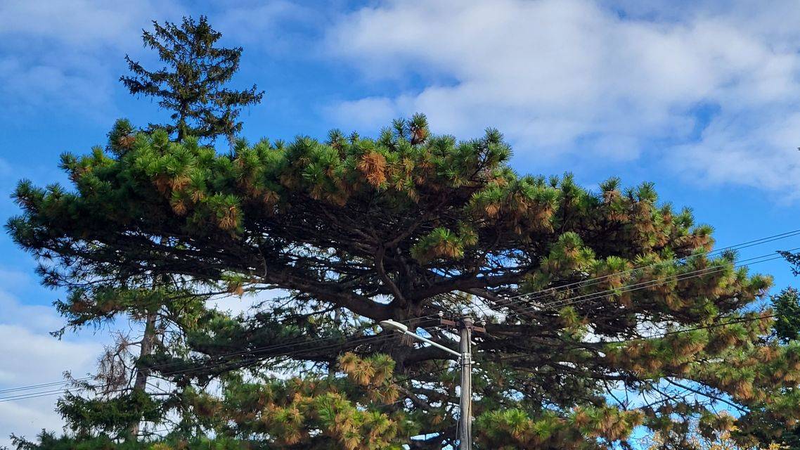 Spoločnosť Západoslovenská distribučná, a.s. vyzýva vlastníkov, nájomcov a správcov nehnuteľností na odstránenie a okliesnenie stromov a iných porastov, ktoré ohrozujú bezpečnosť alebo spoľahlivosť prevádzky energetických zariadení distribučnej sústavy, a ktoré sa nachádzajú na ich nehnuteľnostiach najneskôr do 28.2.2026.