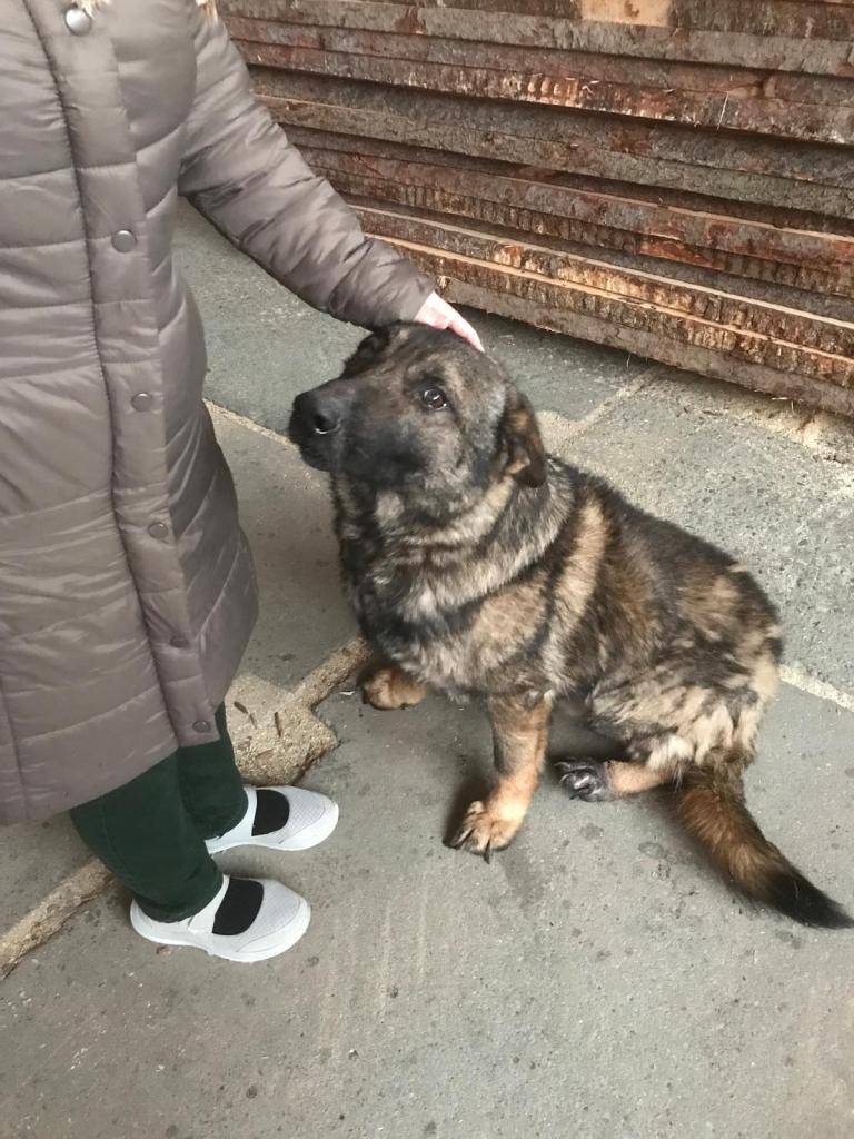 Obec Bělotín informuje, že dnes 26.11.2025 byl na zadní cestě u firmy Stolařství Zapalač nalezen vlčák. Pes je přítulný, klidný a poslouchá na povely. Informace o psovi na telefonních číslech 774 950 253 nebo 602 658 271.