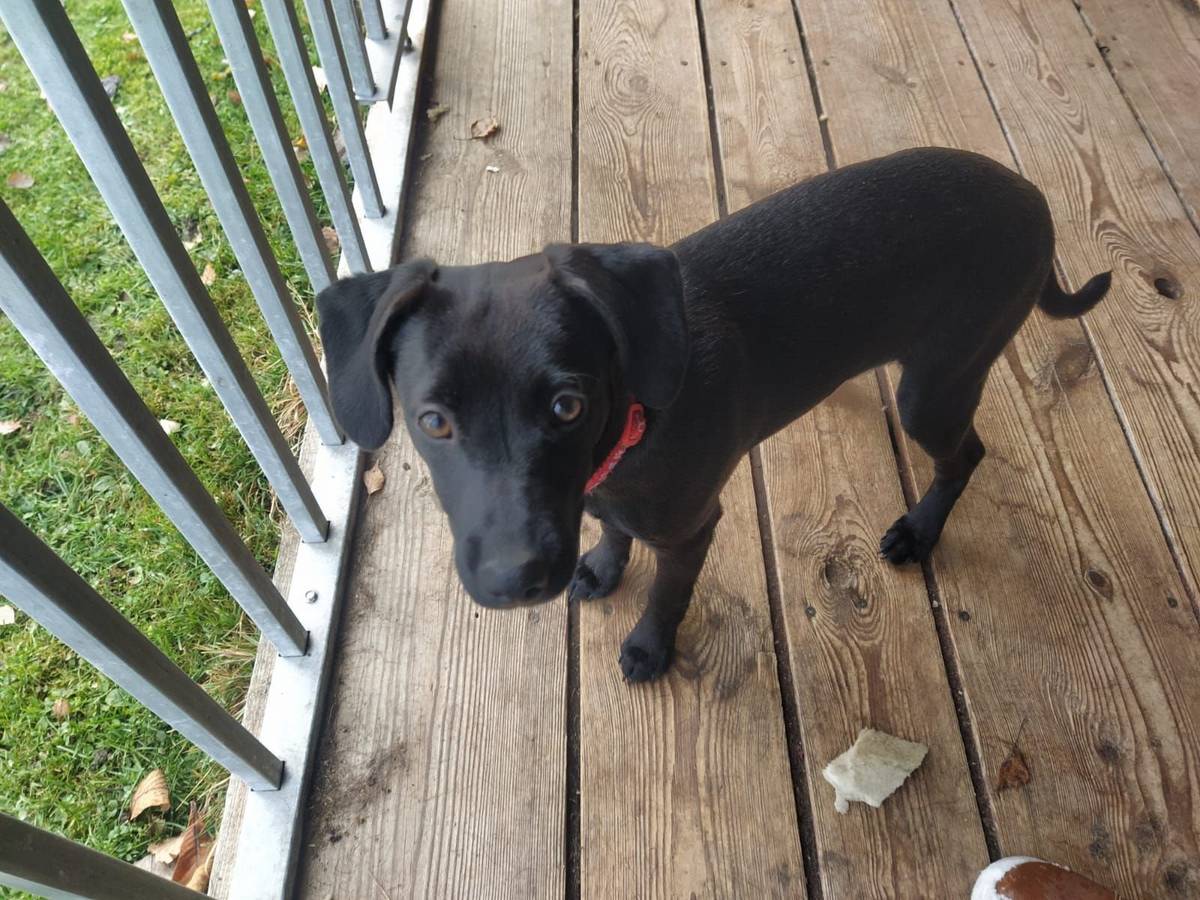 V Jílovicích směr Hluboká u Borovan pobíhala na silnici fena. Prosíme o pomoc při hledání majitele. Volejte na tel. číslo 728 938 521.