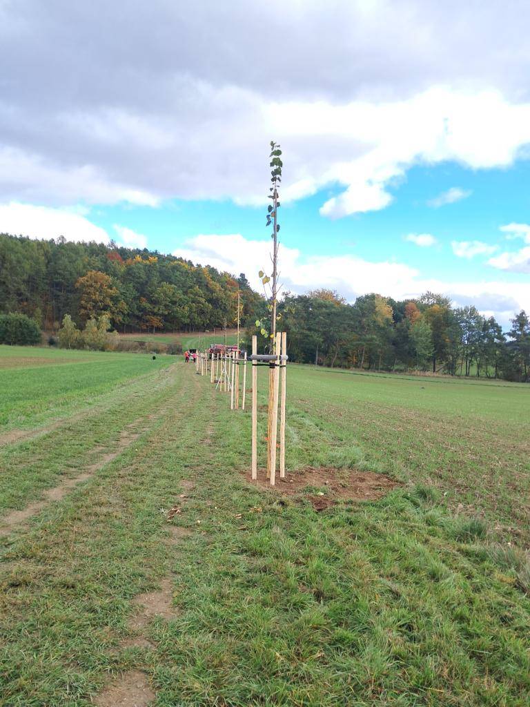 Obec Bratřínov realizovala výsadbu lipové aleje spolufinancovanou Evropskou unií.