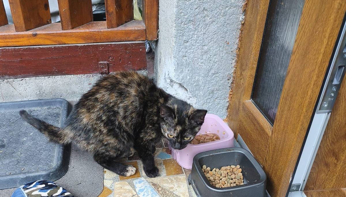 Dnes 27.11. se ztratilo kotě (kočička) černé s hnědým žíháním, kdo ji zahlédne nebo najde prosím kontaktujte Roberta Gajdůška tel.: 737812626