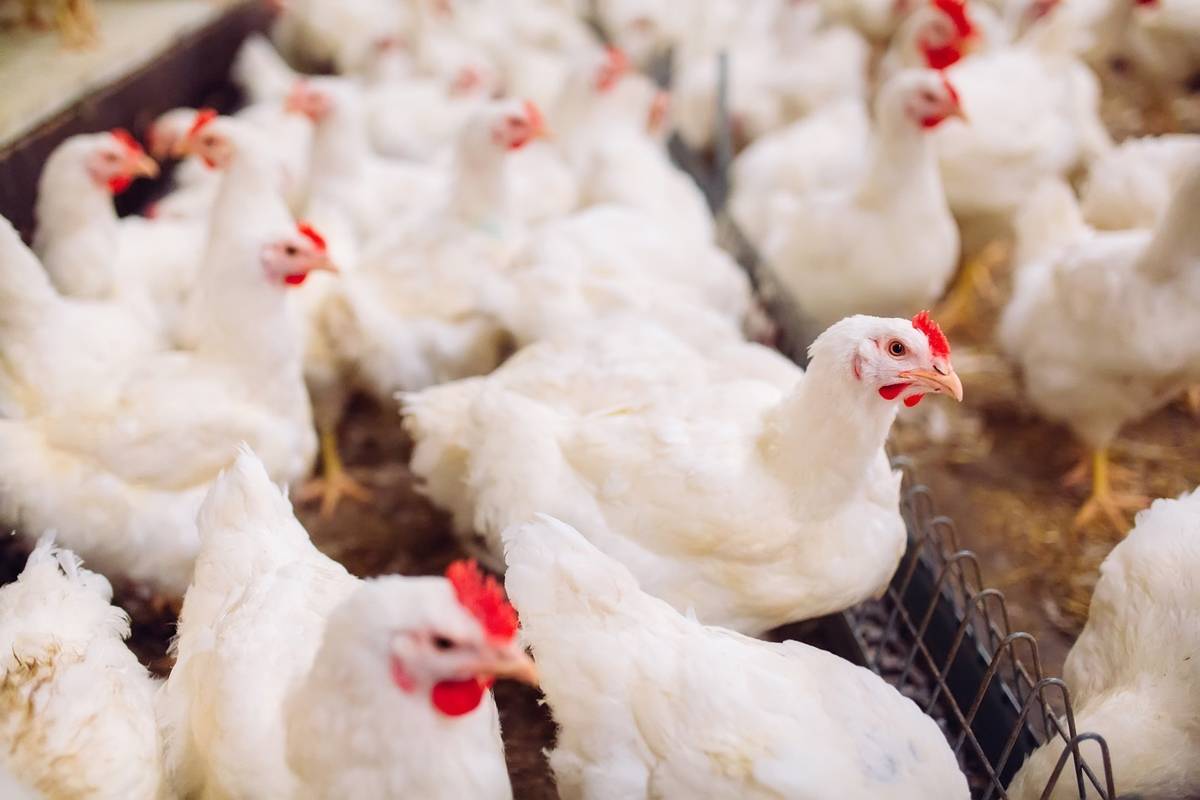 Krajská veterinární správa Státní veterinární správy pro Moravskoslezský oznamuje potvrzení nebezpečné nákazy – newcastleské choroby v chovu ptáků chovaných v zajetí na území města Frýdek – Místek.  Chovatelům drůbeže a jiných ptáků chovaných v zajetí se doporučuje důsledné dodržování opatření biologické bezpečnosti ve svých chovech, spočívající zejména v ochraně chovaných ptáků před kontaktem s volně žijícími ptáky, kteří jsou nejčastějším zdrojem nákazy pro chované ptáky. V následujících 30 Obecní a městské úřady dotčených obcí 2 dnech se doporučuje vypouštět chované ptáky pouze do ohraničených venkovních prostor/výběhů a zabránit kontaktu s volně žijícími ptáky. Krmivo a napájecí vodu určenou pro chované ptáky umístit do budov, popř. pod přístřešky, aby nedošlo k jejich kontaminaci trusem volně žijícího ptactva. Newcastleská choroba drůbeže, kterou lze v literatuře nalézt i pod názvem pseudomor drůbeže, je virové onemocnění zařazené do skupiny nebezpečných nákaz. Onemocnět může kur domácí, krůta, perlička, bažant, holub, hrdlička a některé druhy exotických ptáků. Vodní drůbež je proti nákaze odolná. Nemoc se přenáší mezi drůbeží kontaktem, ale i volně žijícím ptactvem, pracovními pomůckami. Na člověka tato nemoc přenosná není, ale člověk může být rovněž pasívním přenašečem viru. Kontakty na Krajskou veterinární správu pro Moravskoslezský kraj tel: 596781911, 720 995 203 a více na https://www.svscr.cz/statni-veterinarni-sprava/organizacni-utvary-statni-veterinarni-spravy/kvs-pro-moravskoslezsky-kraj/.