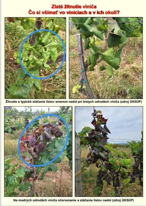 Vzhľadom na rýchly nárast viditeľných príznakov karanténnej choroby viniča s názvom zlaté žltnutia viniča (Grapevine flavescence dorée phytoplasma) na území Slovenska, Vám Ústredný kontrolný a skúšobný ústav poľnohospodársky v Bratislave opätovne zasiela aktualizované naliehavé upozornenie na zamedz