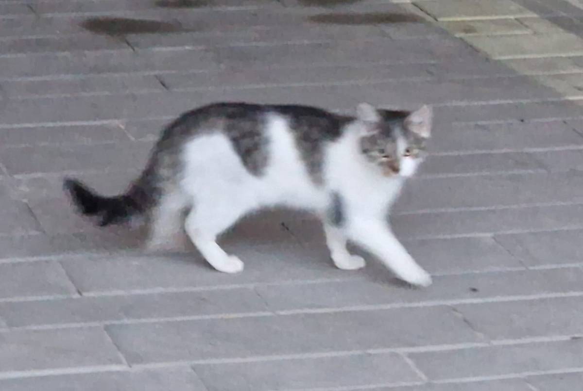 Na Spojovací se potuluje kočka, která zřejmě někomu utekla. Pokud ji někdo postrádá, prosíme, ozvěte se na číslo 602 626 261. Děkujeme za pomoc s nalezením majitele.