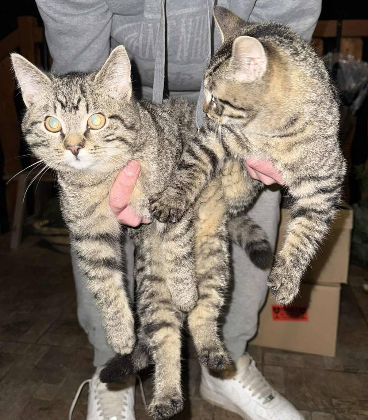 V Rohatcích na návsi se našla dvě odrostlejší mourovatá koťata. Komu chybí? Ozvěte se starostce (777844087).