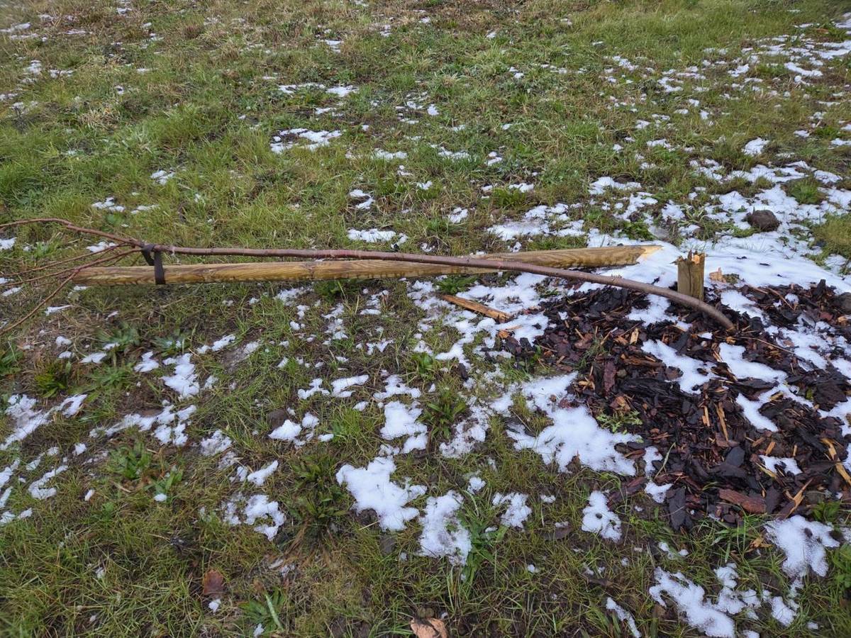 V noci 28.11.2025 z pátku na sobotu poničil neznámý vandal nově vysazenou sakurovou alej v ulici Kamenná cesta - podél nového chodníku k lávce přes Chomutovku.