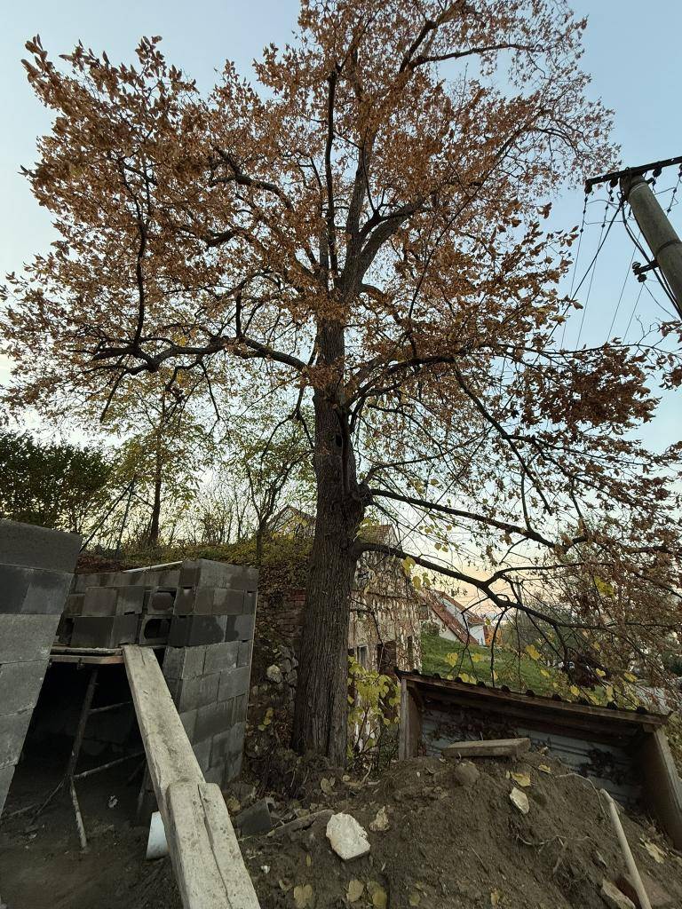 Změna: Lípa bude pokácena již dnes ve čtvrtek 27. 11.