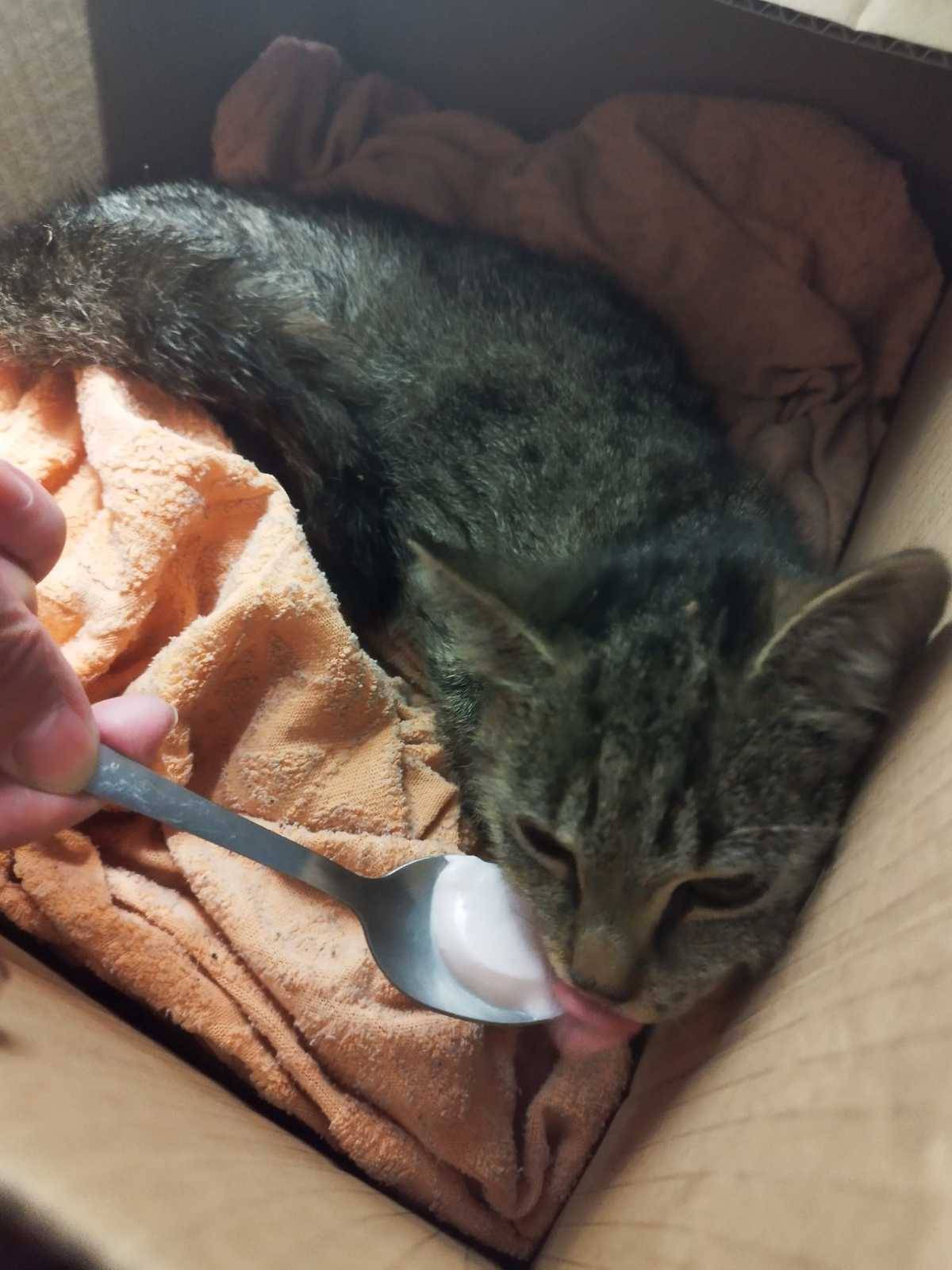 Na Vesně u elektrárny Opatovice nalezli kočku, byla spadlá v jímce. Může být někoho z Čeperky nebo z Hrobic. Prozatím se jí tam ujali. V případě, že ji někdo hledá volejte na tel. 739 598 296. Pokud se majitel nenalezne, budeme rádi, když si ji někdo vezme.