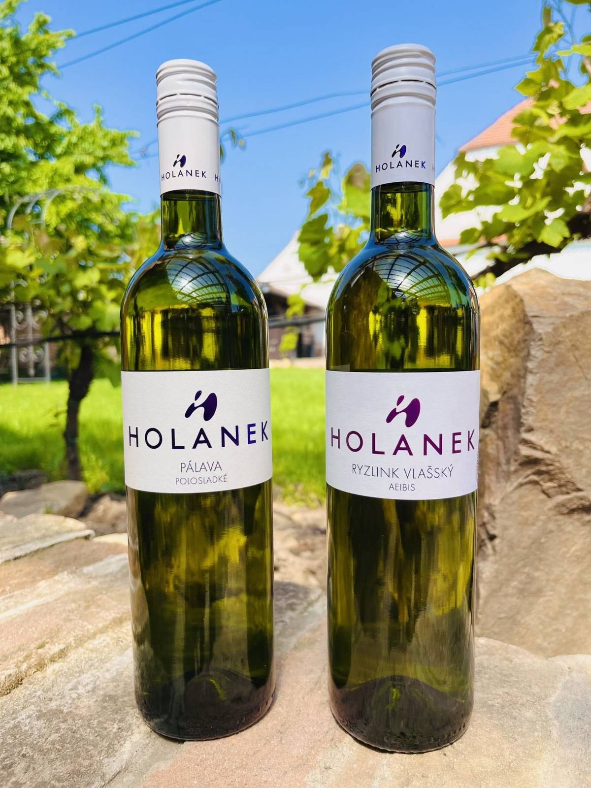 Zítra 29.11. na nám. od 12.00-12.20 hod. prodej vína Holánek. Akce polosl.Pálava-180,- Kč a suchý Ryzlink vlašský-120,- Kč. Vánoční kartony -sleva 25%.