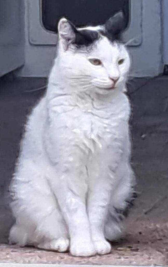 V ulici K Ledolamu se ztratil kastrovaný kocourek - za jakoukoli informaci je nabízena odměna.  Tel.: 702 197 222