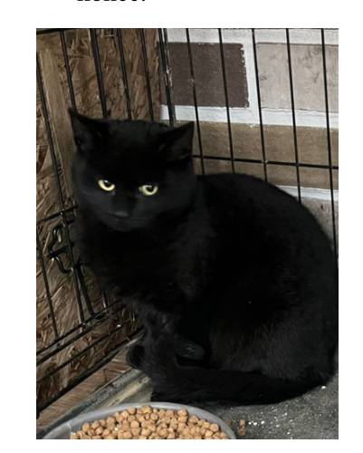 ODMĚNA ZA POMOC  ZTRATILO SE ČERNÉ KOTĚ - Zadní Třebáň  VĚK 6 MĚSÍCŮ, HUBENÉ, ZELENÉ OČI. BOJÍ SE LIDÍ.  PROSÍME VOLEJTE: 774 903 660 nebo zanechte zprávu.  BUDEME VDĚČNÍ ZA KAŽDOU INFORMACI ! DĚKUJEME !
