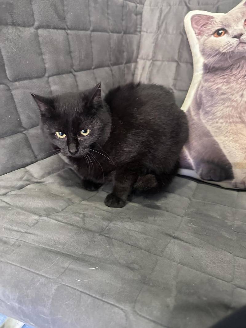 Volně se potulující kocour, nyní již odčervený, kastrovaný, zatím 1x vakcinovaný. Nemá někdo zájem?