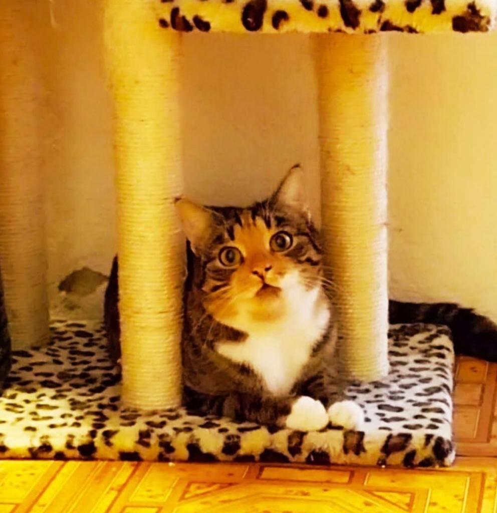 Ve čtvrtek 20. listopadu se zaběhla kočička v ulici Ke Květnici.