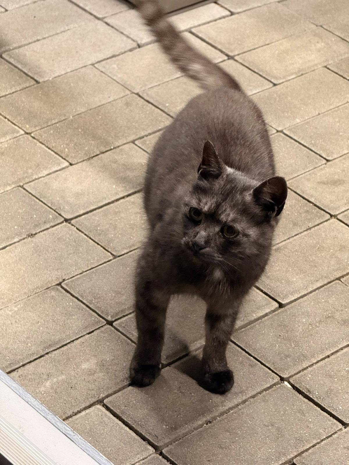 Nalezena šedá kočka. Dne 20. 11. 2025 kolem 18. hodiny byla převezena do spolku Fousek, z. s. v Krupce, kde jí byla zprostředkována veterinární péče. Případný majitel nechť kontaktuje zmíněný útulek. Děkujeme.