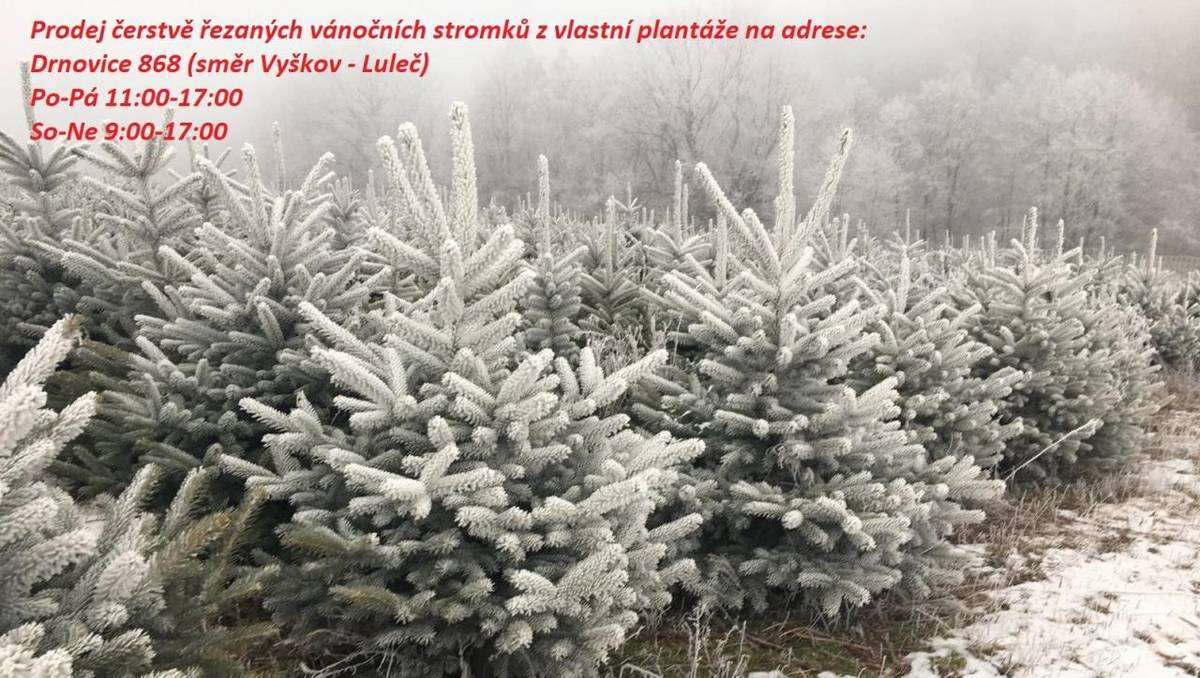 Prodej vánočních stromků bude probíhat na adrese Drnovice 868 - naproti pohostinství u Kummerů, v termínu od soboty 29.11.2025 do úterý 23.12.2025.  Prodejní doba:  pracovní dny od 11:00 do 17:00  víkendy od 9:00 do 17:00