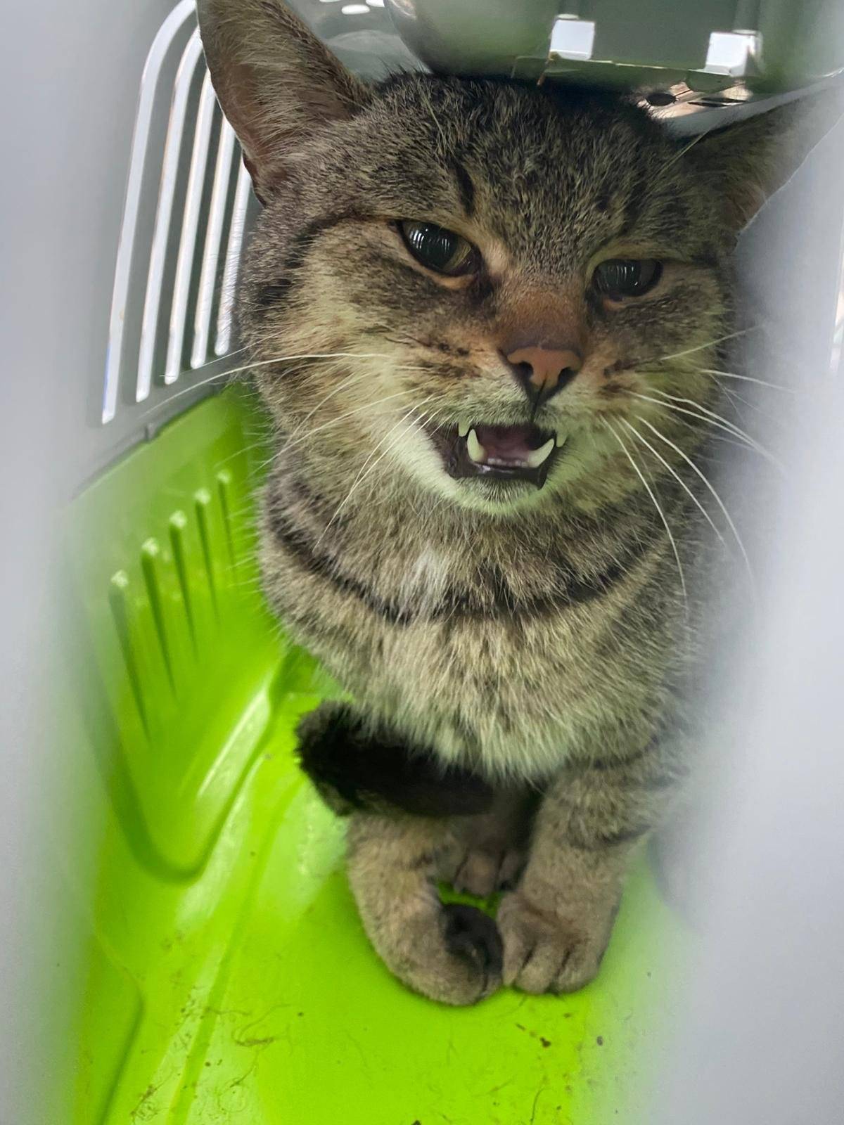 Našla se kočka. Více informací v kanceláři úřadu městyse, 777 491 441.