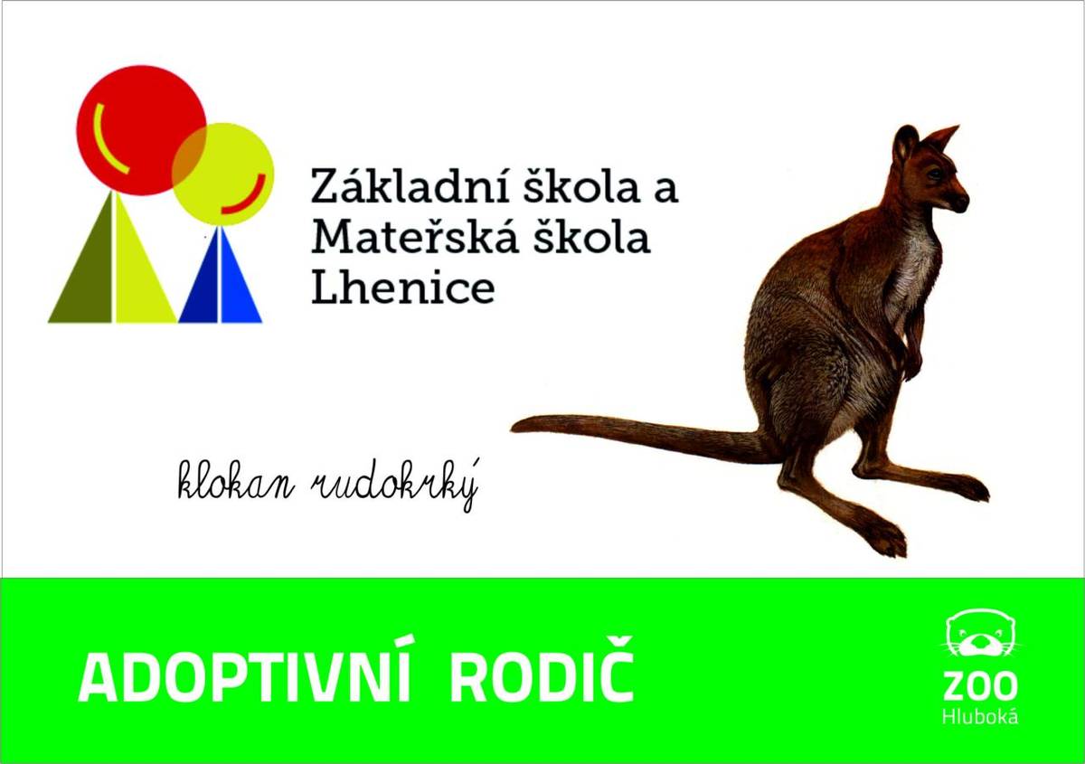 Klokan rudokrký - ZOO Hluboká nad Vltavou