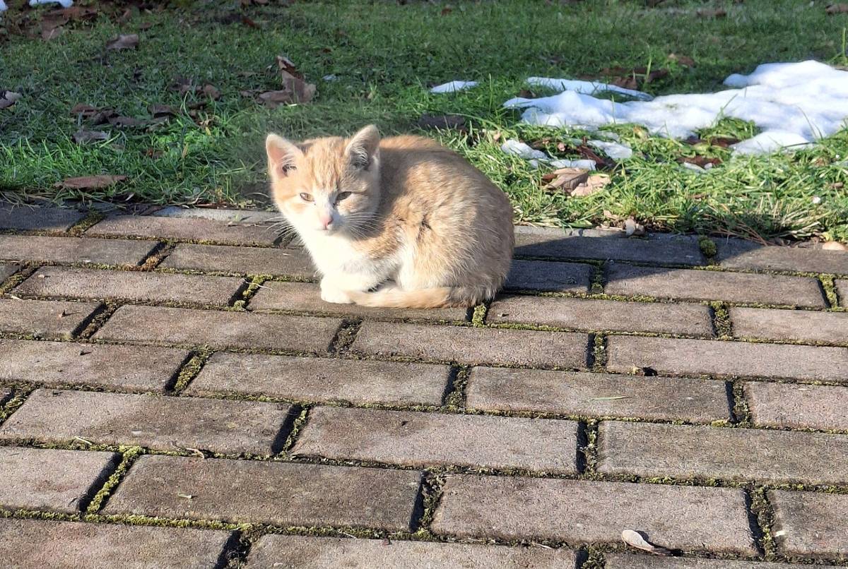 Kotě na fotce se pohybuje okolo pivovaru Olbrew v Sedlnicích