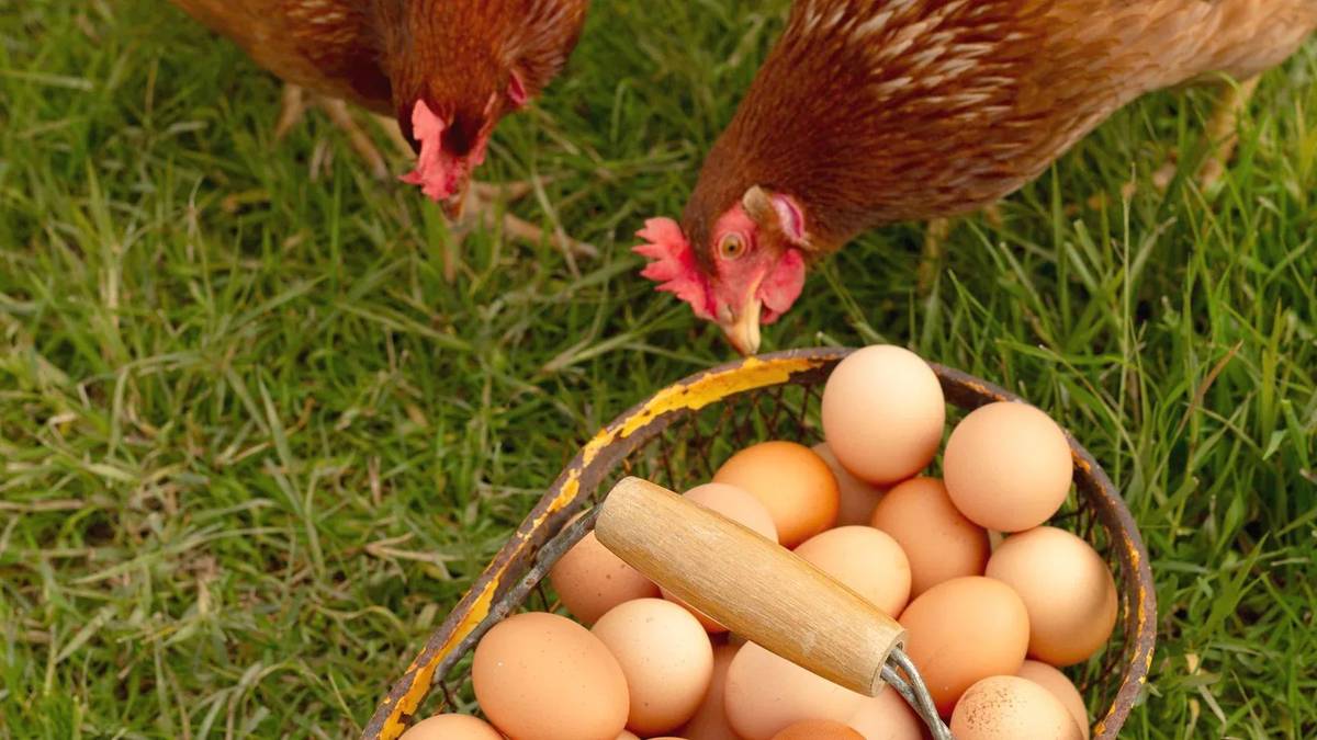 Informujeme, že se dnes 03.12.2025 u prodejny COOP uskuteční v čase od 14:50 do 15:10 prodej čerstvých vajec velikosti "L" z volného chovu, původ Česká republika. Za cenu 149,- Kč/ 30 ks (plato).