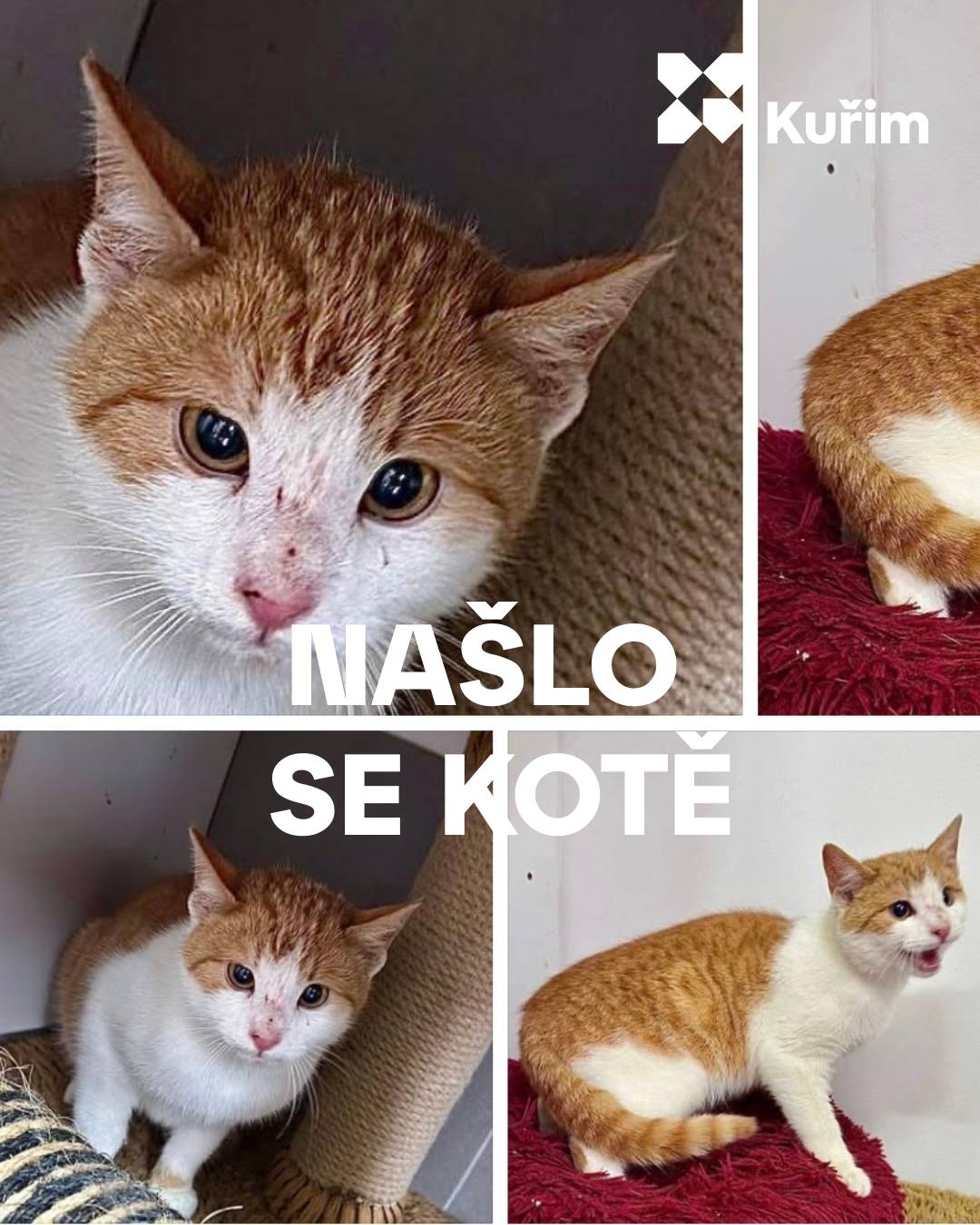 O víkendu bylo na Záhoří, v korytě Podlesního potoka, nalezeno odrostlejší kotě. Odhad stáří je 6–7 měsíců. Na lidi je zvyklé, ale nenechá se snadno odchytit a manipulace mu není příjemná. Pohlaví se zatím nepodařilo určit. Kotě bylo hladové, jinak se zdá být v dobrém zdravotním stavu. Je možné, že je zaběhnuté a někomu patří. Kotě je nyní umístěno v Psím a kočičím hotelu na Samotě, kde je možné si ho vyzvednout. Děkujeme nálezkyním, MP Kuřim a všem, kteří pomohli s odchytem a noční péčí. Prosíme o sdílení, aby se případně mohl najít majitel.