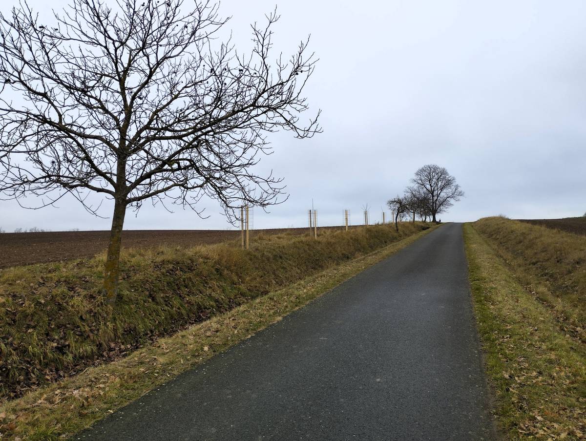 Kromě strategických investičních projektů patří mezi rozvojové priority obce také péče o zeleň a realizace přírodě blízkých opatření. Obec proto na základě iniciativy zastupitele Jožky Novotného vysadila začátkem listopadu 8 nových stromků podél zpevněné cesty ke sv. Anně. Na úzkém remízku mezi asfaltovou cestou a přilehlým polem zasadili obecní pracovníci mladé třešně a višně, které tak vyplnily mezeru mezi stávající zelení a lípou u sv. Anny. Za pár let se tak budete moci na jaře projít krásně rozkvetlou alejí, která nejenom zkrášlí toto veřejné prostranství, ale také v horkých měsících poskytne příjemný stín pěším i cyklistům.