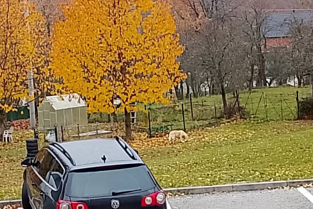 V lokalitě Sídliště SNP ve Lhenicích pobíhá zlatý retriever. Žádáme majitele, aby si svého psa neprodleně zajistil.