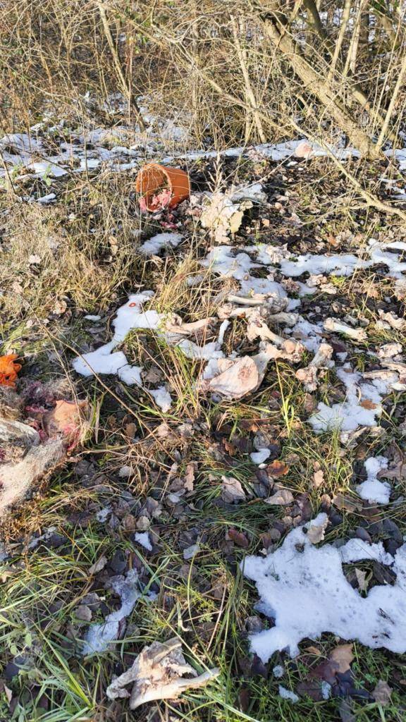 Hrozivý nález bol objavený len pár metrov od rodinných domov (pri cintoríne ) a v čase, keď je v okrese vyhlásená mimoriadna situácia pre výskyt medveďa hnedého.   Prosíme občanov , aby zvieracie pozostatky nedávali do prírody, ale aby si zabezpečili ich likvidáciu!!!