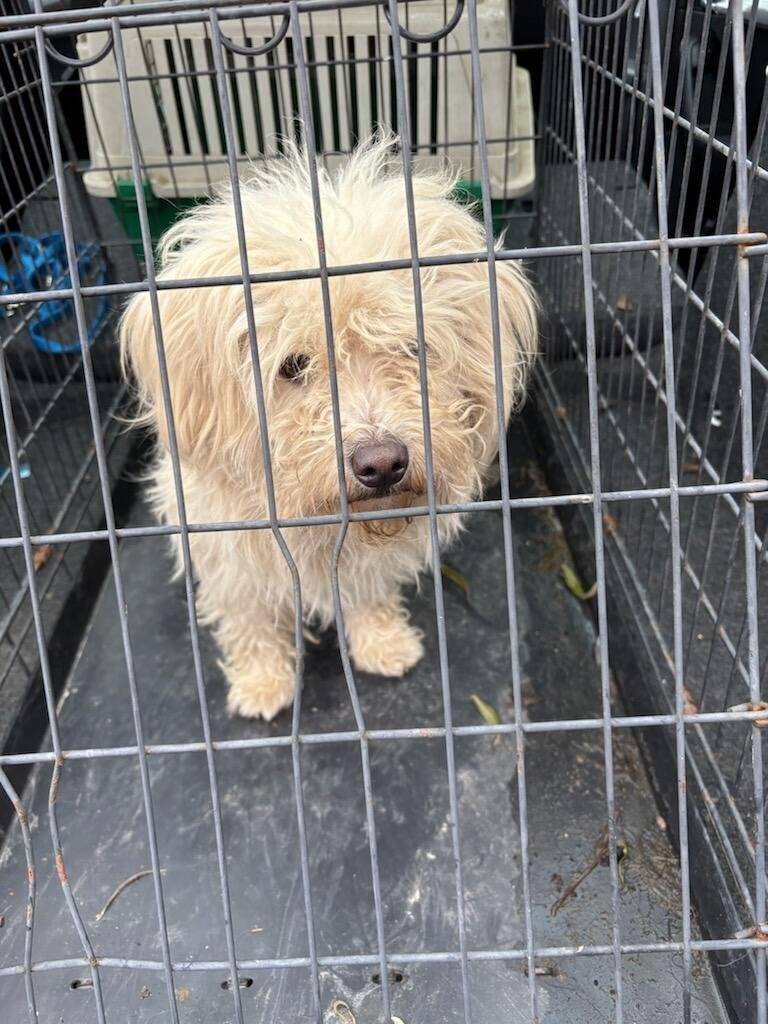 Oznamujeme občanom, že sa našiel pes bielej farby. Psík je už odchytený. Majiteľ nech kontaktuje obecný úrad na telefónnom čísle 0917853801