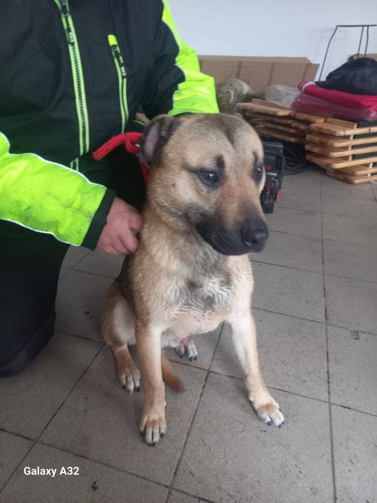 Majitel štěňátka se stále neozval, a proto hledáme nový domov pro tohoto křížence. Štěně prošlo veterinární prohlídkou, je zdravé a bez čipu. Pokud byste měli zájem poskytnout mu nový domov, neváhejte se nám ozvat na tel. číslo 728 732 347. Rádi poskytneme další informace a domluvíme se na předání.
