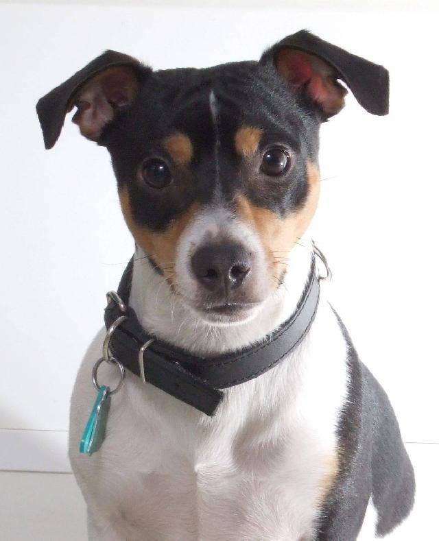 V sobotu 22.4.2023 proběhne v obci Žalhostice očkování psů proti vzteklině. Obecní úřad od 13:10 do 13:30 hodin a škola od 14:15 do 14:25 hodin.