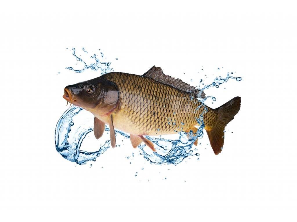 Rybářství Dujsík bude 3.12.2025 ve 14:30 hod. prodávat u obecního úřadu živé ryby: kapr, amur, tolstolobik, sumec, karas, lín, siven, jeseter pstruh duhový a lososový, dále kapří půlky. Na požádání možnost zabití a vykuchání. Zdrží se asi půl hodiny.