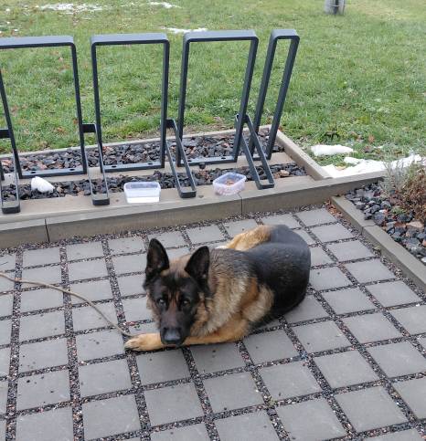 V Poříčí u obchodu se dnes objevil zaběhnutý pes  - vlčák. Momentálně se nachází v této lokalitě a zdá se být velmi hodný.   Pokud psa poznáváte nebo víte, komu patří, prosíme o kontaktování Obecního úřadu v Poříčí.   Děkujeme za sdílení, ať se pejsek co nejdříve vrátí domů.