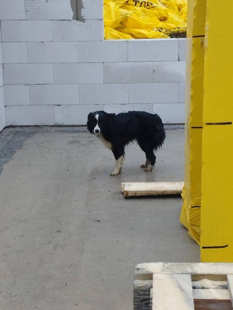 Našiel sa pes, majiteľ sa môže  informovať na obecnom úrade v Senohrade, tel. 0911100852 alebo vo Vlnárskej manufaktúre, tel.0948844490.