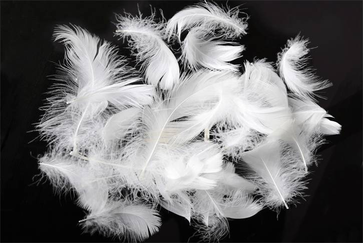 Do  naší obce přijede čistírna peří 9. - 11. 12. vždy od 8:00 - 18:00 hodin. Čistí peří na počkání, šijí prošívané deky, duchny, polštáře, dodávají novou sypkovinu, opravují deštníky, brousí nože, nůžky, nůžky na drůbež, šajby a noře do masových mlýnků.