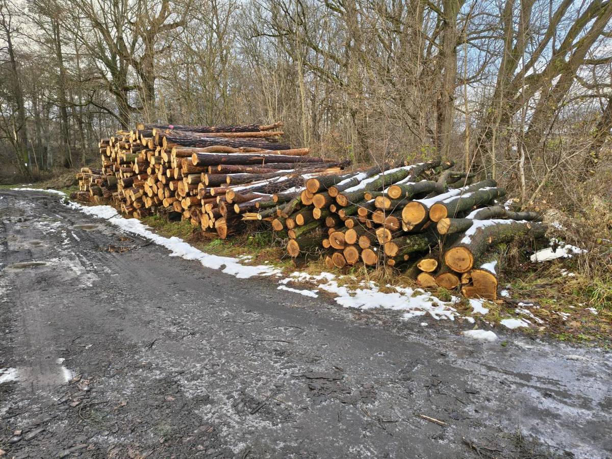 Obec Kunratice nabízí občanům možnost zakoupení palivového dřeva z obecní deponie u Kunratické tůně. K dispozici je dřevní hmota z borovice a dubu.