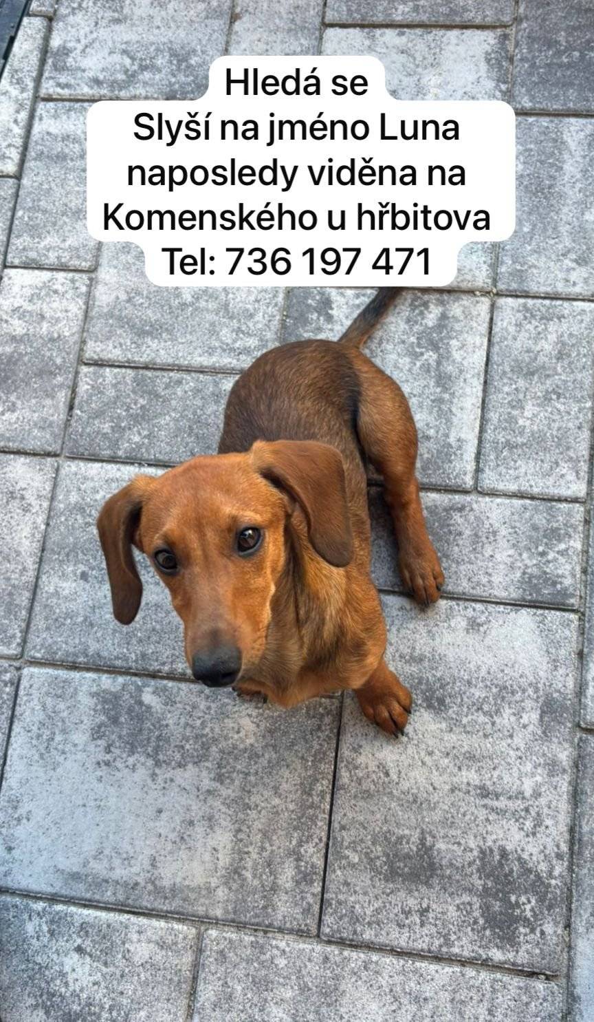 Dnes tj v Pa podvecer se ztratil v Nosislavi pes. Majitel predem dekuje za pomoc.